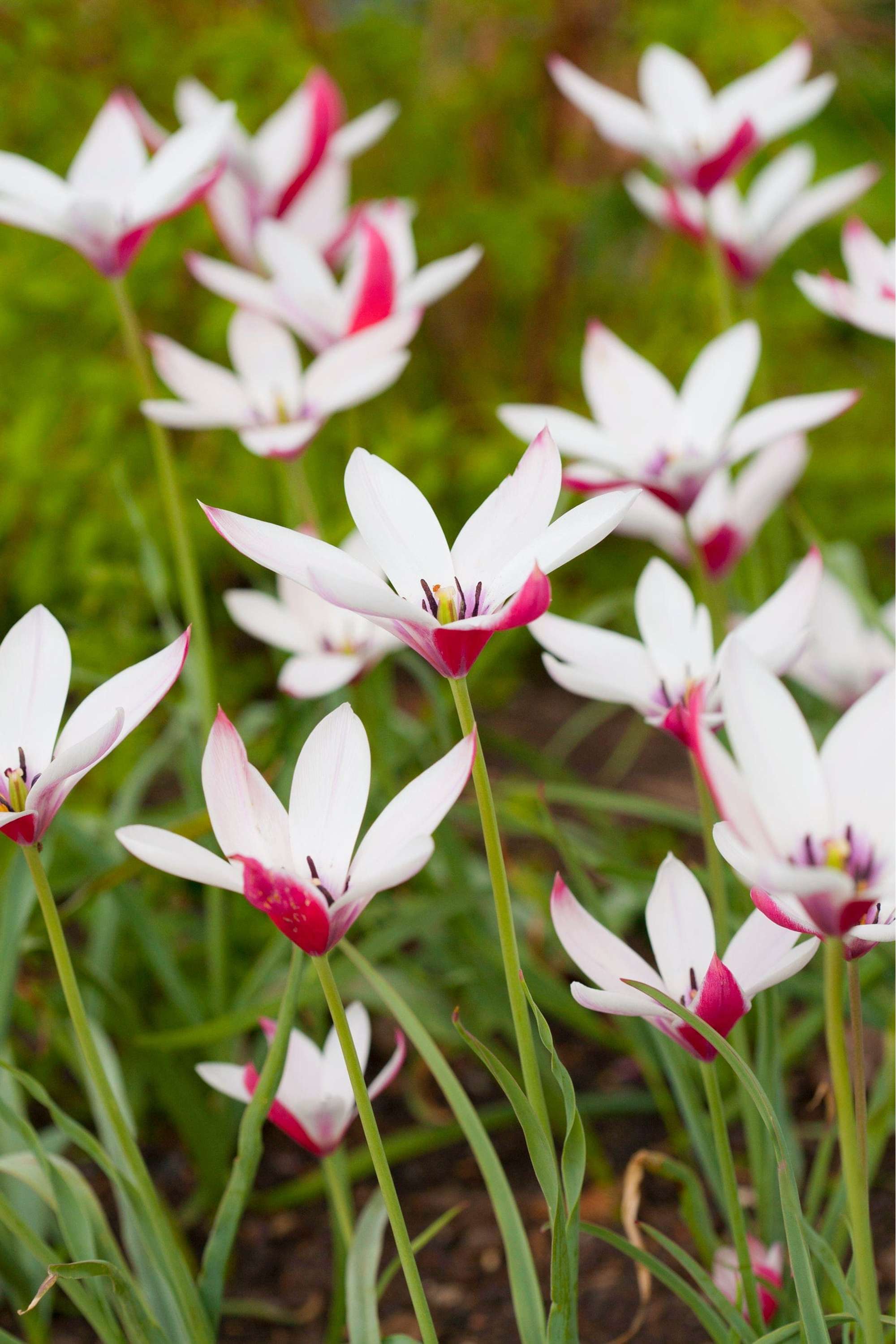 Botanisk Tulpan 'Peppermintstick'